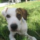 Antes de adoptarla, en su casa de acogida (unos 3 meses)